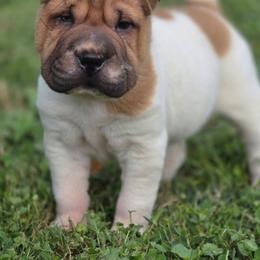 Snickers - Fawn female Chinese Shar-Pei puppy in Salem, Ohio from WrinkleMonsters