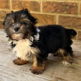 Troy - Black and tan male Yorkshire Terrier puppy in Georgia from Berggipfel Yorkies