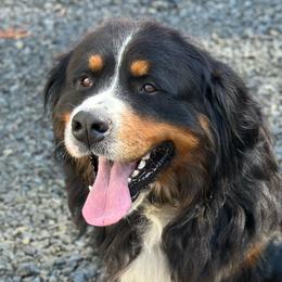 Bernese Mountain Dogs and Golden Retrievers from N.W. Mountain Retrievers