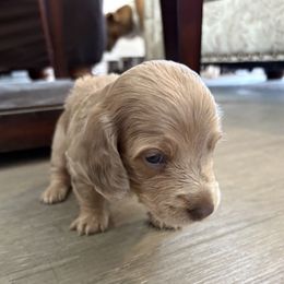 Boy 2 - Gray and cream male Dachshund puppy in Farmersville, Texas from Dixie Doxies