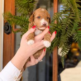 Puppy Pick 3 - Red  male Goldendoodle puppy in Whitesburg, Georgia from Asbury & Co Farms