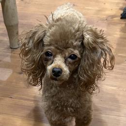 Penny - Poodle