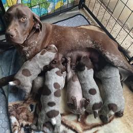 Boy 4 - Liver roan male German Shorthaired Pointer puppy in Elberta, Alabama from Old Orchard Farm