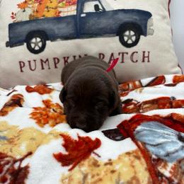 Red - Chocolate male Labrador Retriever puppy in Heath Springs, South Carolina from Rich Hill Retrievers