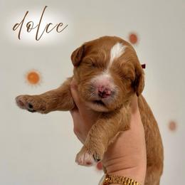 Dolce - Apricot female Goldendoodle puppy in Los Angeles, California from Canary Pawlm Doodles