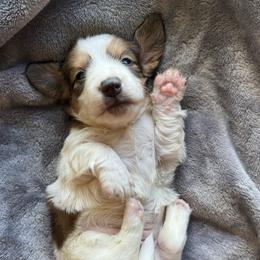 Girl 2 - Piebald female Dachshund puppy in Allenhurst, Georgia from B’s Dapper Dachshunds