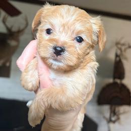 Gold Girl - Gold female Yorkshire Terrier puppy in Gilbertown, Alabama from Sasha's Yorkie Babes