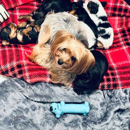 Yorkshire Terrier Puppies from Rosey’s Yorkies