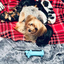 Yorkshire Terrier Puppies from Rosey’s Yorkies
