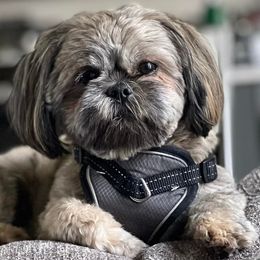 Shih Tzus from DisneyTzu