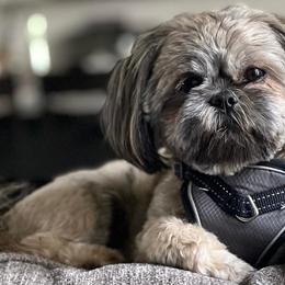 Shih Tzus from DisneyTzu