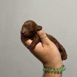 Chance - Red  male Poodle puppy in Tampa, Florida from The Sweet Life of a Toy Poodle