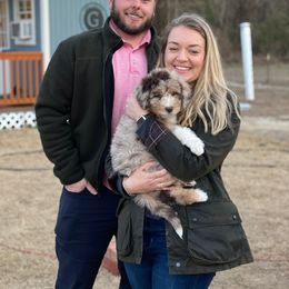 Aussiedoodle Puppies from Gore Doodle Ranch