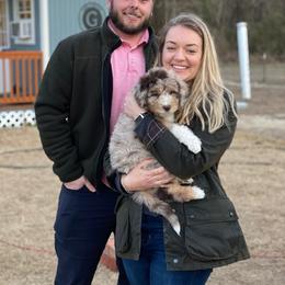 Aussiedoodle Puppies from Gore Doodle Ranch