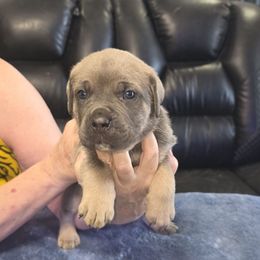 Blue fawn male 2 - Gray and fawn male Cane Corso puppy in Jacksonville, Florida from Fleming Cane Corso's