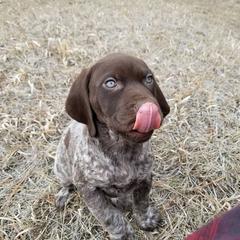 German Shorthaired Pointer Puppies from Pretty Prairie Kennel