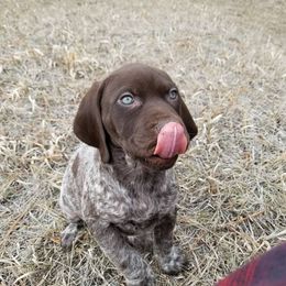 German Shorthaired Pointer Puppies from Pretty Prairie Kennel