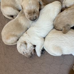 Golden Retriever Puppies from Celtic Pride Goldens