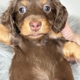 Dachshund Puppies from That Beautiful Dachshund