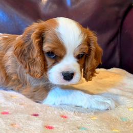 Ike - Blenheim male Cavalier King Charles Spaniel puppy in Paulden, Arizona from Nine Mile Cavaliers