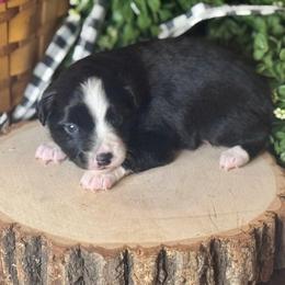 Phoenix - Black & white male Miniature Australian Shepherd puppy in California from Eagle River Aussies