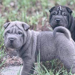 Caraxes - Blue male Chinese Shar-Pei puppy in Lehigh Acres, Florida from Florida Wrinkles