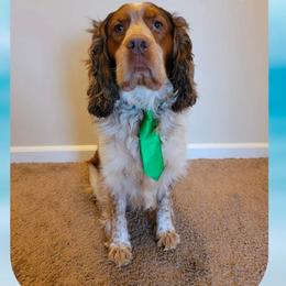 Ruger - English Springer Spaniel