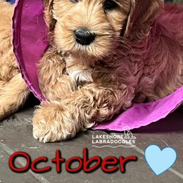Australian Labradoodle Puppies from Lakeshore Labradoodles