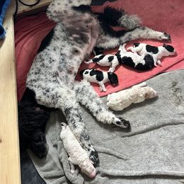 Goldendoodle, Golden Retriever, and Poodle Puppies from Angelic Goldens