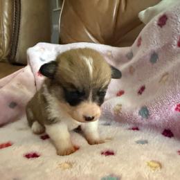 Juno 4 - White and red female Pembroke Welsh Corgi puppy in Jenkinsburg, Georgia from Red Elephant Farms