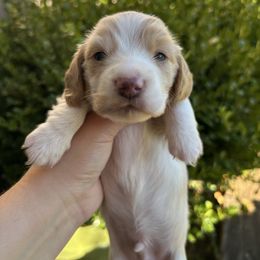 Cream Dapple Pied - Cream male Dachshund puppy in Belfair, Washington from SnortVille Frenchies & CreekSide Mini Doxies