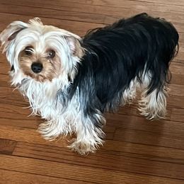 Mimzy - Yorkshire Terrier