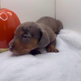 Boy 4 - Dapple male Dachshund puppy in Bakersfield, California from KC Doxies