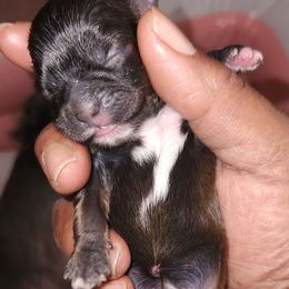 Lil Bit (The Run) - Tricolor female Shih Tzu puppy in Chapel Hill, North Carolina from A Handful of Love Breeders.LLC