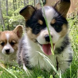 Pembroke Welsh Corgi Puppies from Robin’s Welsh Pembroke Corgis