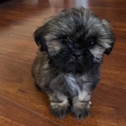 Milo - Tricolor male Shih Tzu puppy in Azusa, California from RJ Shih Tzu lover