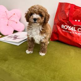 Mister - Red  male Poodle puppy in Miami, Florida from Sakura Poodles