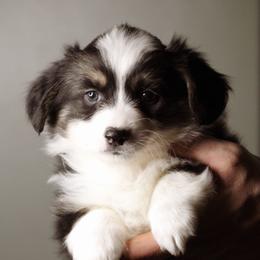 Anne - Black and tan female Pembroke Welsh Corgi puppy in South Otselic, New York from Ridge Top Corgis