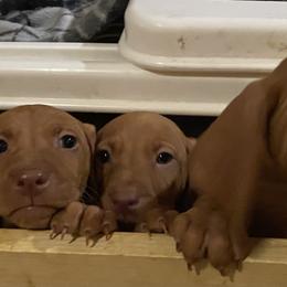 Vizsla Puppies from Carlson Vizslas