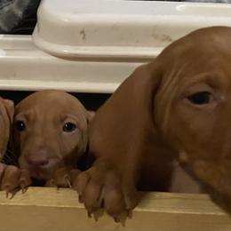 Vizsla Puppies from Carlson Vizslas