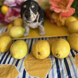 Girl 2 - Dachshund puppy in Missoula, Montana from Rocky Mountain Dachshunds