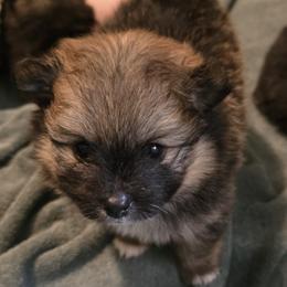 Noel - Cream sable male Pomeranian puppy in Sanford, Florida from Serena's Poms