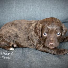 Phoebe - Red tri-color female Aussiedoodle puppy in Ivanhoe, Virginia from P3 Kennel