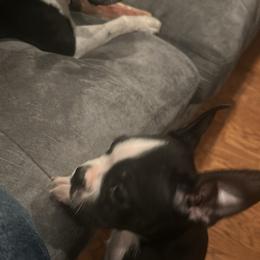 Boston Terrier Puppies from Bosties of Atlanta (BOA)