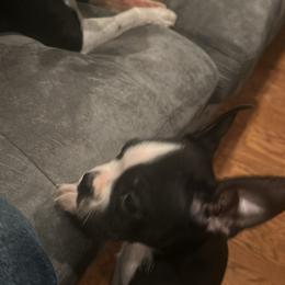 Boston Terrier Puppies from Bosties of Atlanta (BOA)