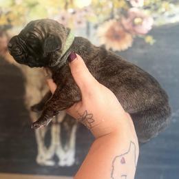Ziti - Brindle male Great Dane puppy in Lehigh Acres, Florida from Florida Wrinkles