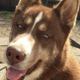 Siberian Huskies from Albrecht’s Husky Ranch