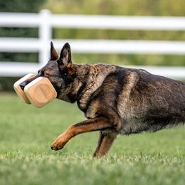 Yvey - German Shepherd