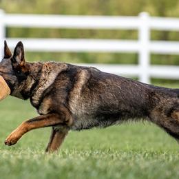 Yvey - German Shepherd