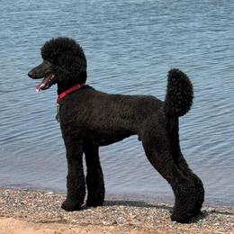 Noah - Poodle
